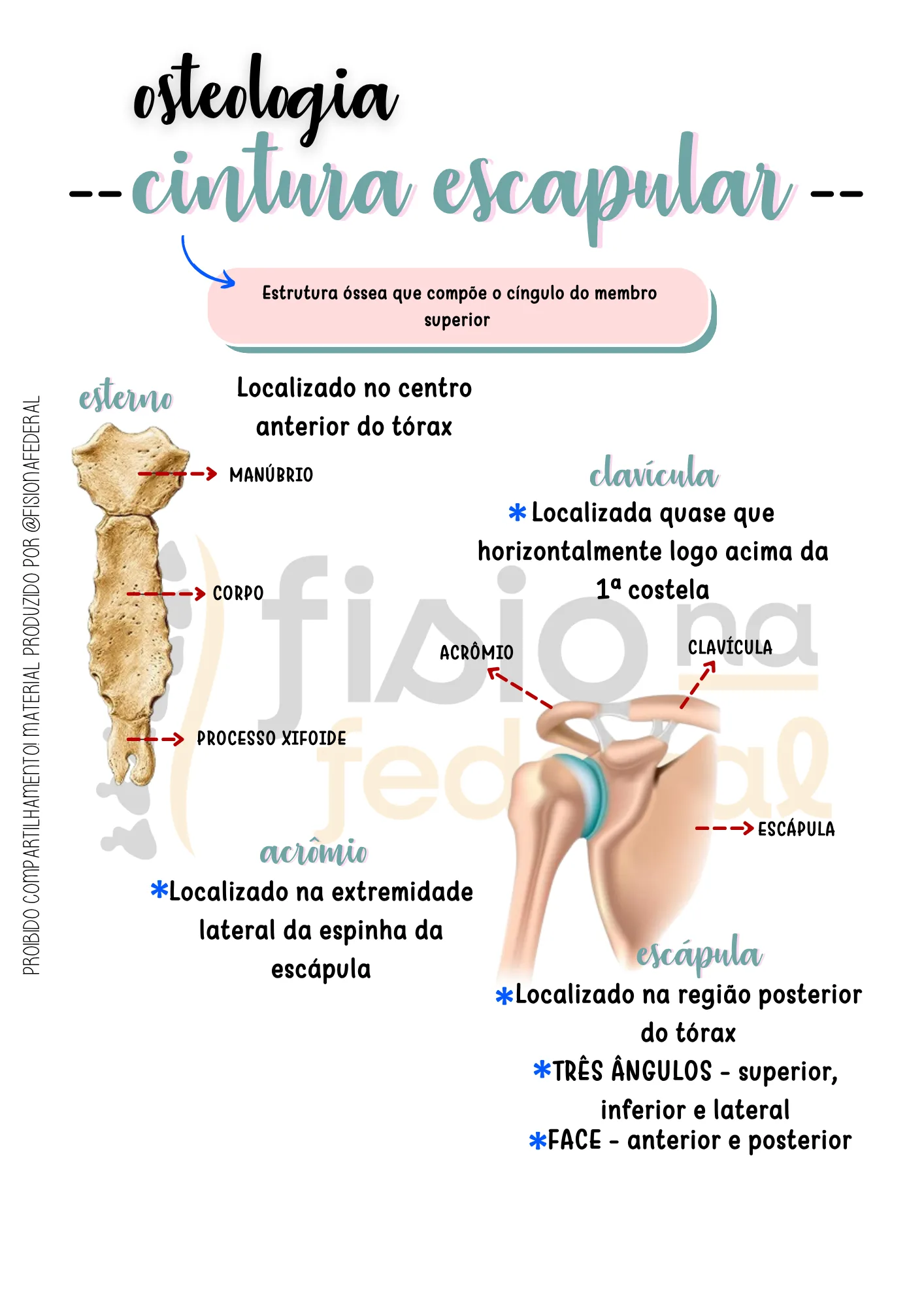 Amostra: Osteologia da Cintura Escapular